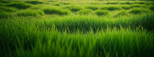 lussureggiante verde erba prato sfondo. ai generato foto