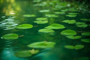 verde le foglie riflettendo nel il acqua, superficiale messa a fuoco. ai generato foto