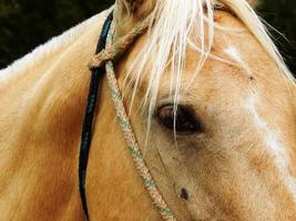 cavallo da vicino foto