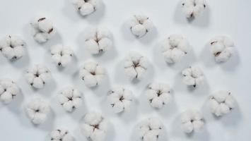 veri fiori di cotone biologico di colore bianco in studio foto