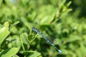 una piccola libellula blu si accovaccia su una foglia verde foto