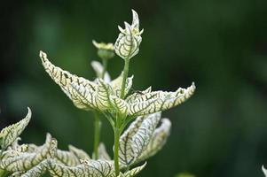 foglie variegate di una pianta perenne del parco foto