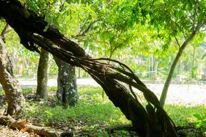 contorto albero nel il foresta foto