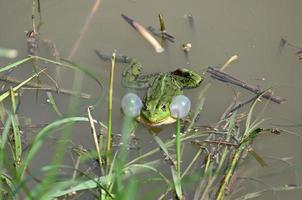 una rana verde al gambo di un'erba che cresce nell'acqua foto