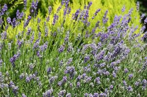 un grande campo di lavanda in fiore foto