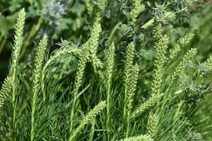 la pianta perenne liatris spicata si sta preparando per la fioritura foto