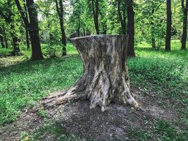 il grande ceppo nel bosco verde. Kharkov, Ucraina foto