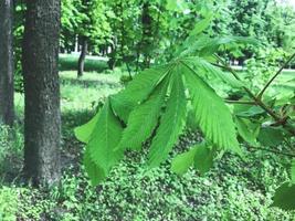 foglie di castagno verde nel parco della città di Kharkov, Ucraina foto