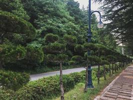 percorso a piedi nel parco della città di sokcho, corea del sud foto