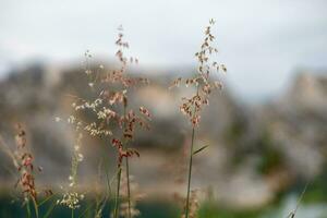 morbido naturale sfondo di erba e erba fiori nel natura. assunzione immagini nel selettivo messa a fuoco modalità foto