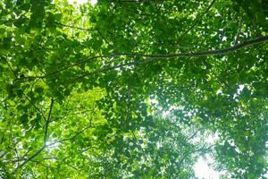 alberi forestali. Sfondi di natura verde e legno del sole foto