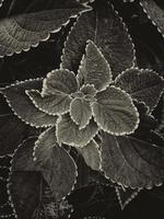 sfondo di foglie di colore grigio scuro foto