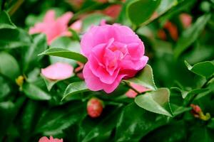 fucsia o buio rosa Rose fioritura nel il giardino foto