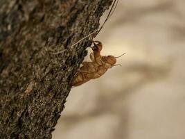 cicala muta bastone su il albero tronco, cicala macchie partire quando essi maturo, Guarda piace un entrata il estate, mostrare con un' avvicinamento per sfondo. foto