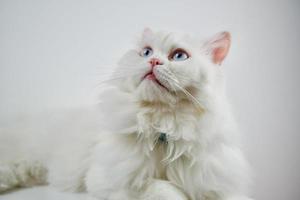 persiano bambola faccia cincillà gatto bianco. soffice animale da compagnia carino con gli occhi azzurri