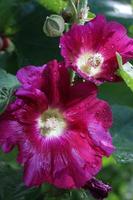 bellissimo primo piano del fiore di malva rossa. foto