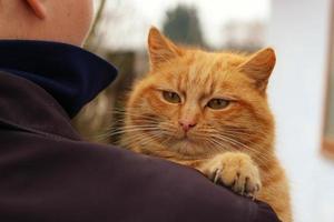 gatto rosso seduto sulle spalle e sulle braccia di un uomo. foto