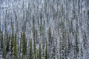 pini nella foresta in inverno al parco nazionale foto