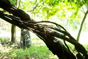 asciutto albero logs nel il foresta foto