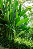 tropicale Paradiso floreale pianta con arancia fiore foto