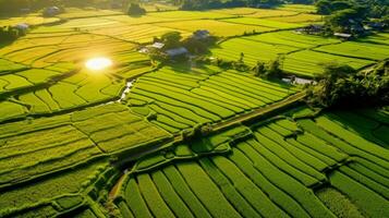 aereo Immagine di riso campi. generativo ai. foto