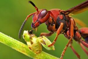 foto macro di vespa affinis