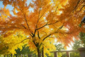 bellissimo paesaggio parco con alberi e sole. colorato fogliame nel il parco. professionista foto