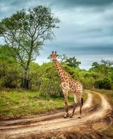 Sud africano selvaggio giraffa foto