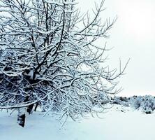 grande albero coperto con neve foto