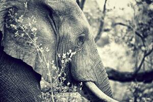 selvaggio elefante ritratto foto