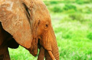 elefante nel il selvaggio foto