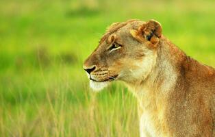 bellissimo selvaggio africano leonessa foto