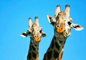 madre e bambino giraffa foto