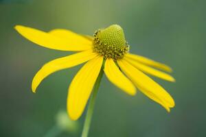 avvicinamento di un' bellissimo giallo fiore di rudbeckia foto