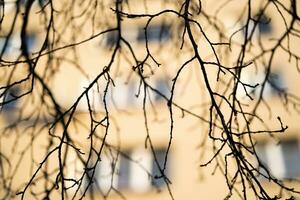 silhouette di un' albero ramo su il sfondo di un' Casa foto