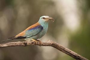 rullo europeo, coracias garrulus foto