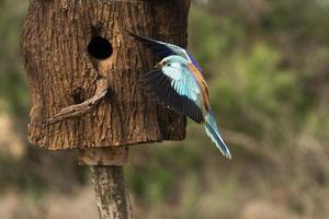 rullo europeo, coracias garrulus foto