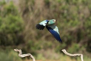 rullo europeo, coracias garrulus foto