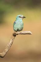 rullo europeo, coracias garrulus foto