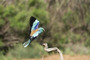 rullo europeo, coracias garrulus foto