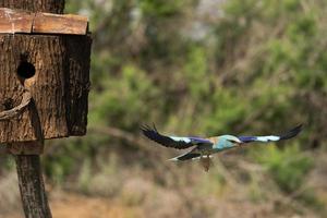 rullo europeo, coracias garrulus foto