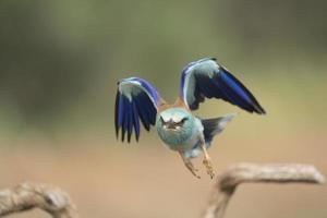 rullo europeo, coracias garrulus foto