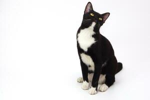 nero peloso giocoso gatto fissando a qualche cosa. animale domestico e giocoso concetto. foto