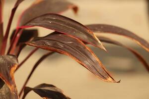 dracaena rosso pianta vicino su foto