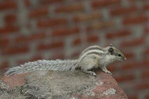 carino orientale grigio scoiattolo nel India , avvicinamento foto