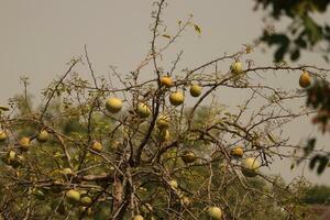 bael frutta albero, agrume albero cuscinetto commestibile, medicinale frutta foto