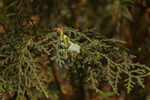 arborvitae pianta vicino su foto