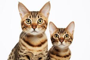 Due gatti. generativo ai tecnologia. foto