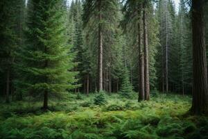 salutare verde alberi nel un' foresta di vecchio abete rosso, abete e pino. ai generato foto