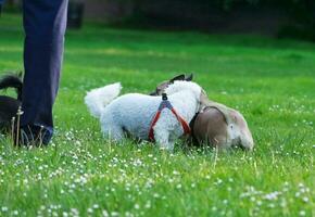 carino animale domestico cane su camminare a Locale pubblico parco di Londra Inghilterra UK. foto